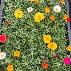 Portulaca