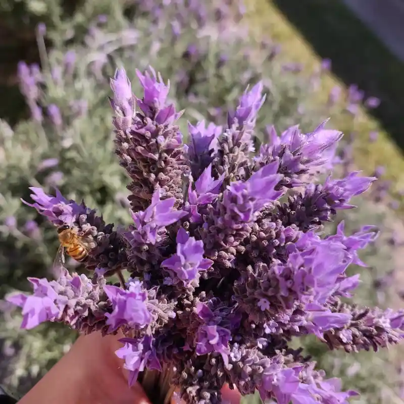 Lavanda