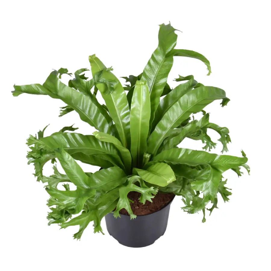 Asplenium