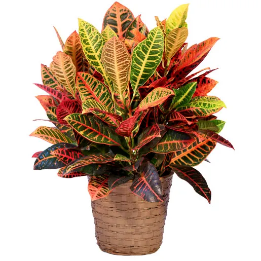 Croton