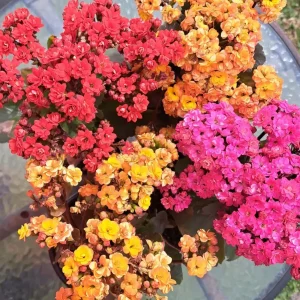 Kalanchoe