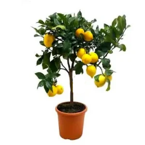 Limonero