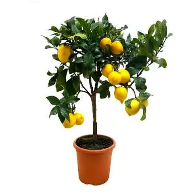 Limonero