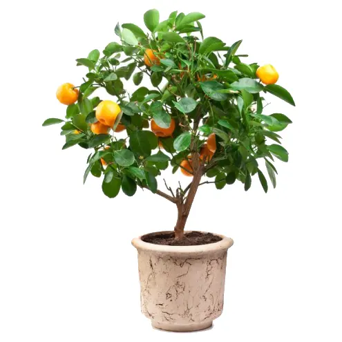 Mandarino