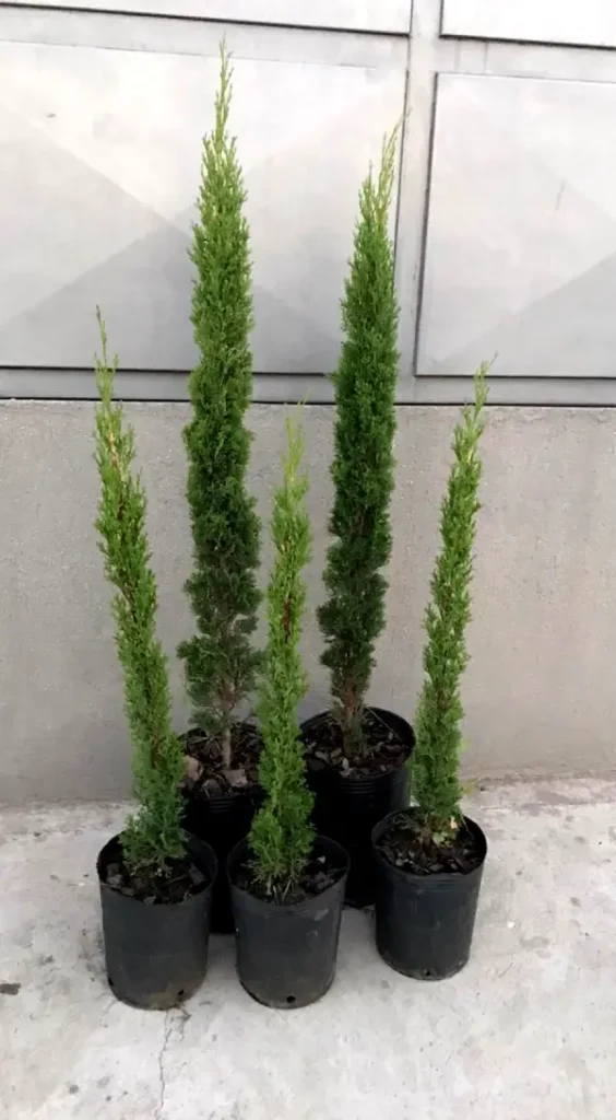 Pinos