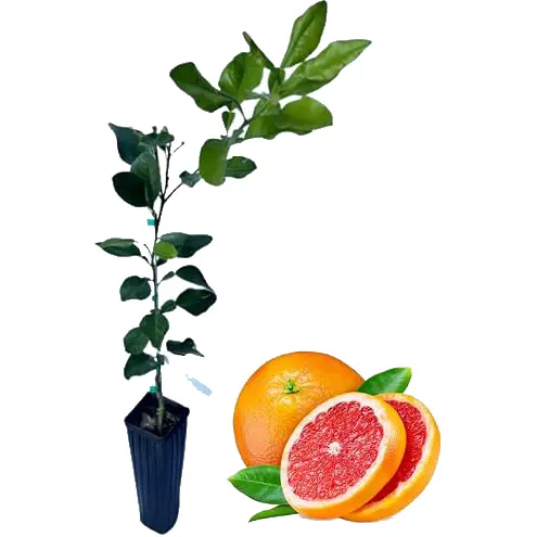 Pomelo