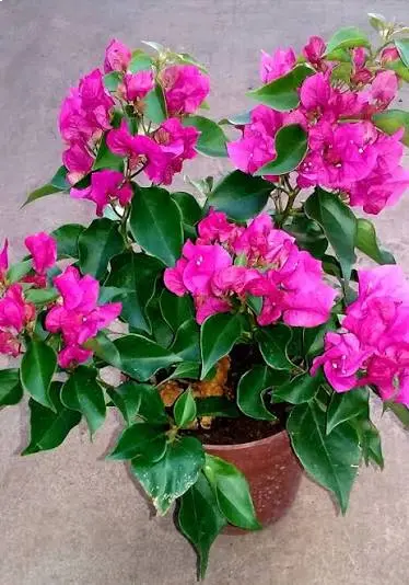 Santa Rita